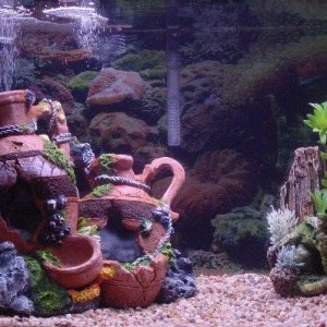 my fish tank.jpg