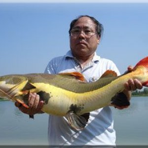 Red Tail Catfish thailand.jpg
