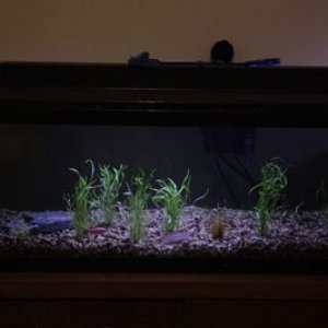 30 gallon tank with live plants 2 small pic.jpg