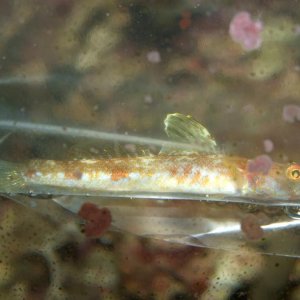 Moby the Goby 538.jpg