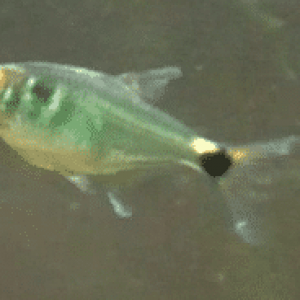 Head and tail fish.png