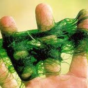 hair algae.jpg