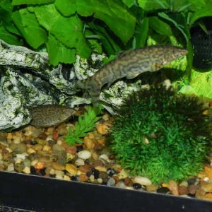 Loaches1.jpg