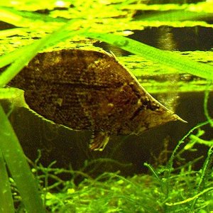 leaffish.jpg