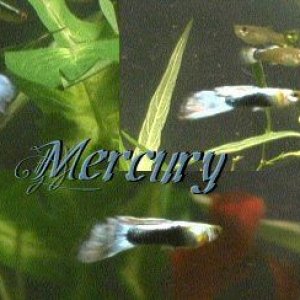 Mercurycollage.JPG