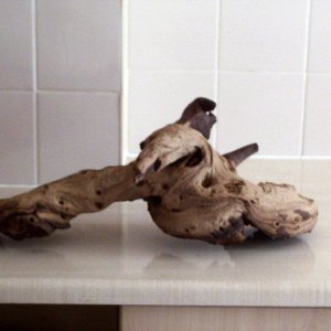 bogwood1.jpg