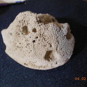 oto coral 003 (Small).JPG