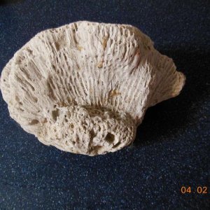 oto coral 004 (Small).JPG