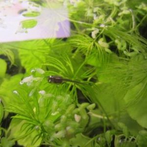 tadpole pic 2.jpg