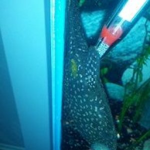 pleco2.jpg