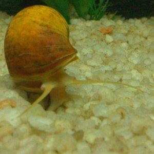 snail6.jpg