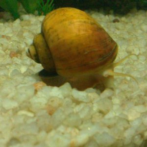 snail7.jpg