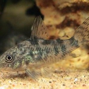 Corydoras paleatus2.jpg