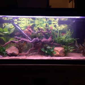 planted tank.jpg