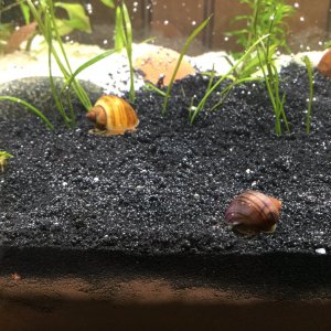 mystery snails 7-29-17.JPG