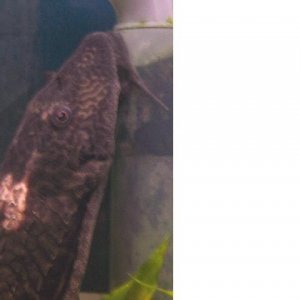 poorly_pleco.jpg