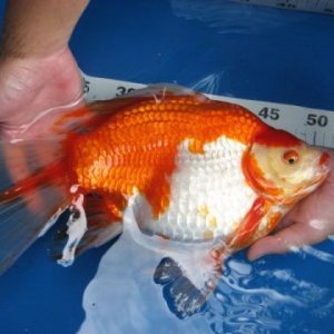 over-30cm-of-goldfish.jpg