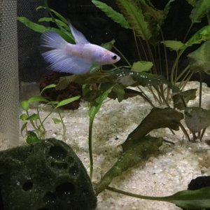 White and blue grizzled delta tail betta.JPG