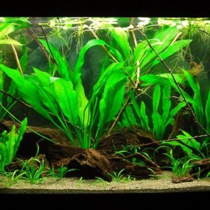 70g Feb 14-16.JPG