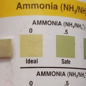 test ammonia_0330_101919.jpg