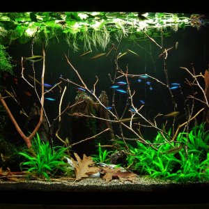 29g Feb 14-16.JPG