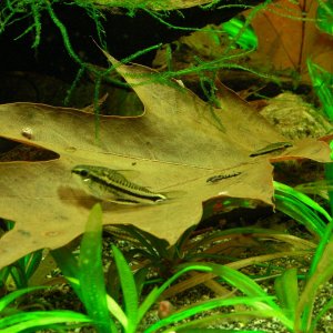 pygmy cory adult & 2 stages fry Oct 13-14.JPG