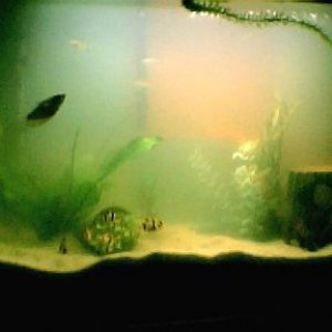 full_tank_pic__with_sand001.jpg