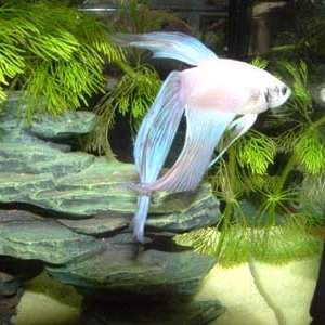 fish_tank_076.jpg