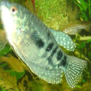 Opaline_Gourami4.jpg