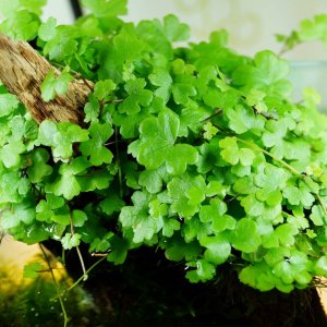 hydrocotyle-sp japan.jpg