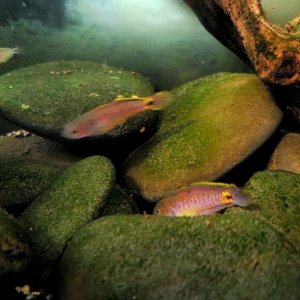 Adult Peacock Gudgeon Pair (With Cpt. Nemo) (3)
