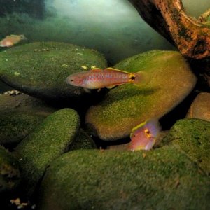 Adult Peacock Gudgeon Pair (With Cpt. Nemo) (2)