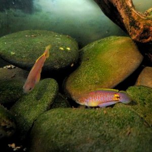 Adult Peacock Gudgeon Pair (With Cpt. Nemo) (1)