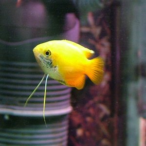 honey gourami male.JPG