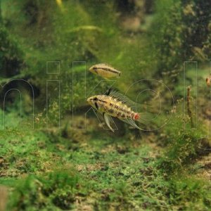 Apistogramma-hongsloi-biotope, Venezuela.jpg