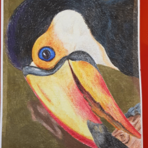 Toucan.PNG