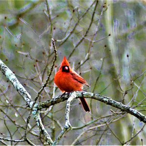 B Puffy Cardinal (3).JPG