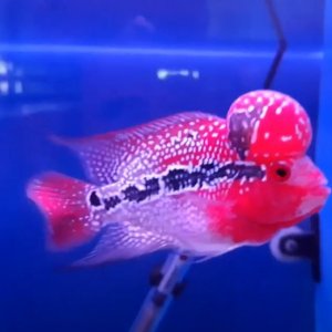The Best Super Red King Kamfa Flowerhorn Fish.JPG
