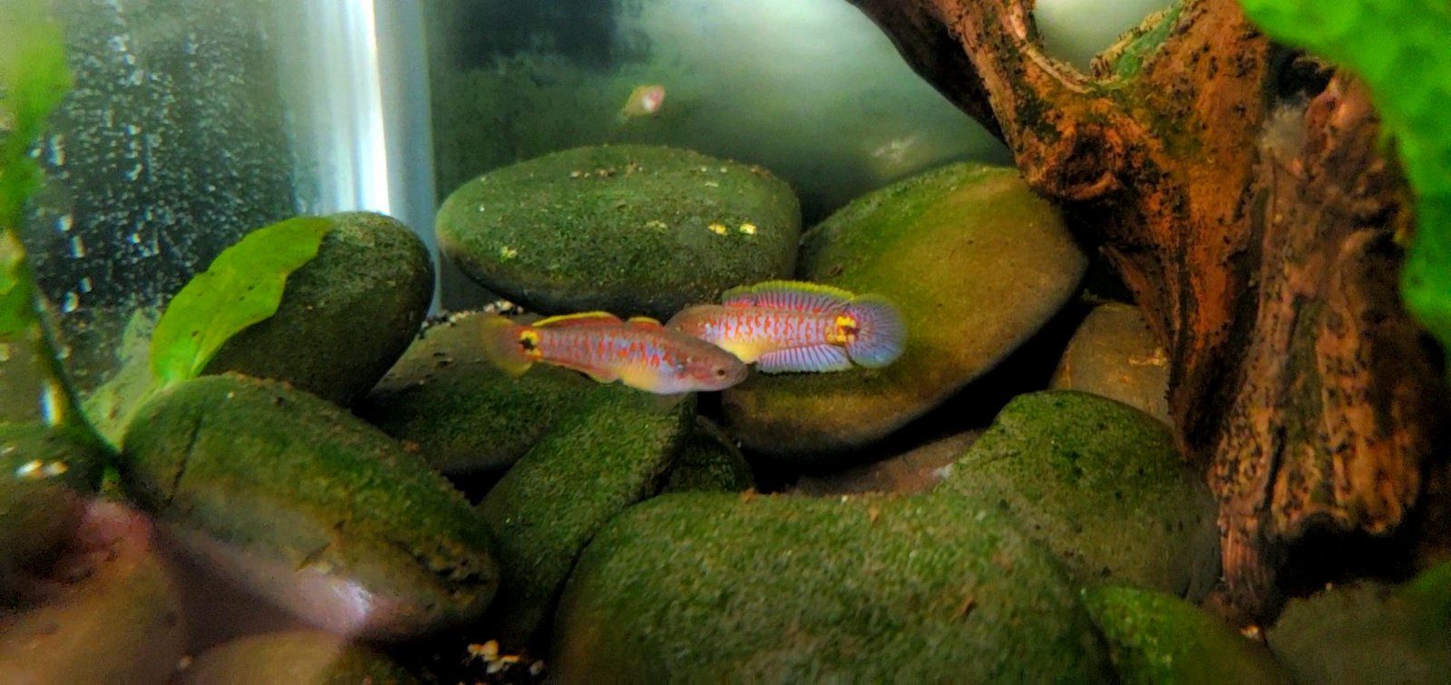 Adult Peacock Gudgeon Pair (With Cpt. Nemo) (4)