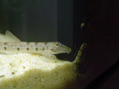 Close_up_of_Horsefaced_Loach.JPG
