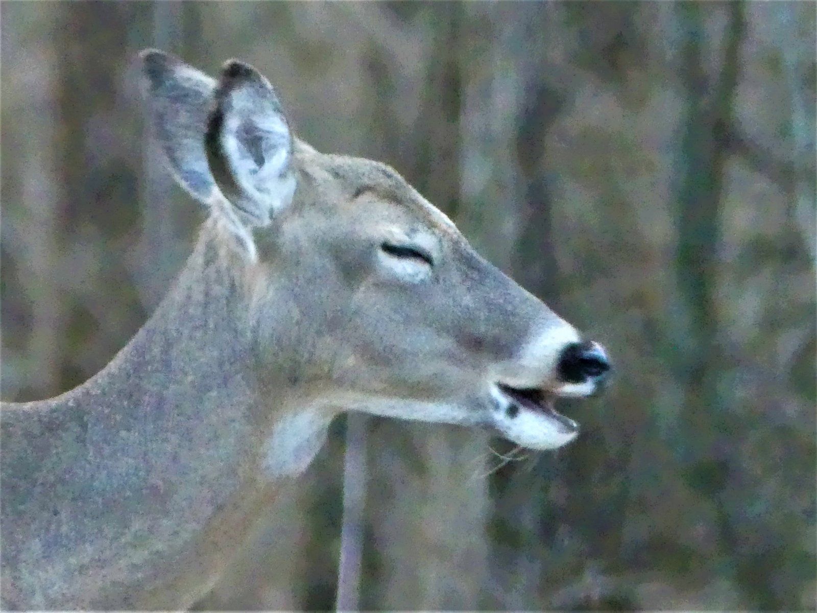 Deer.jpg