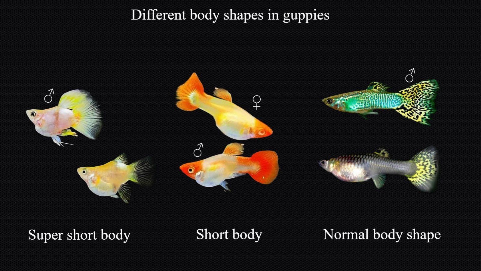 Difference in body shape in guppies1.jpg