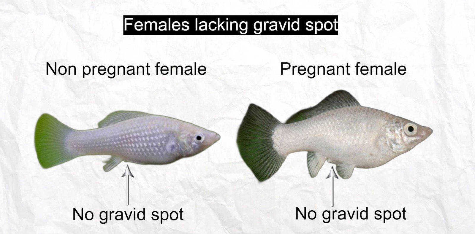 female lacking gravid spot.jpg