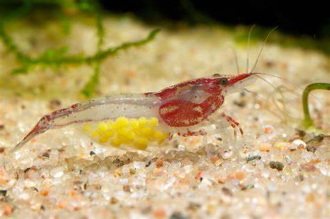 gravid rili shrimp.jpg