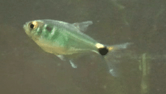 Head and tail fish.png