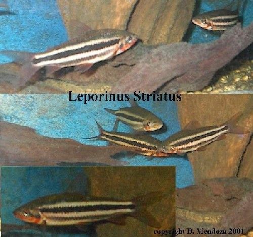 leporinus_striatus.JPG