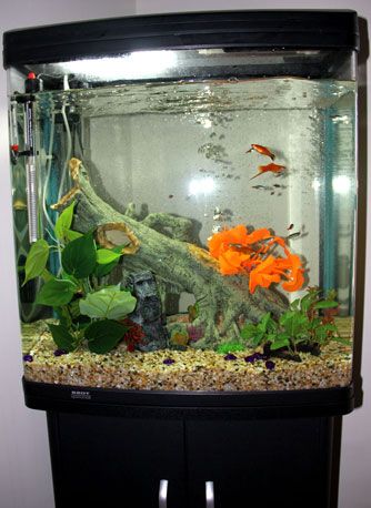 our-fish-tank_w.jpg