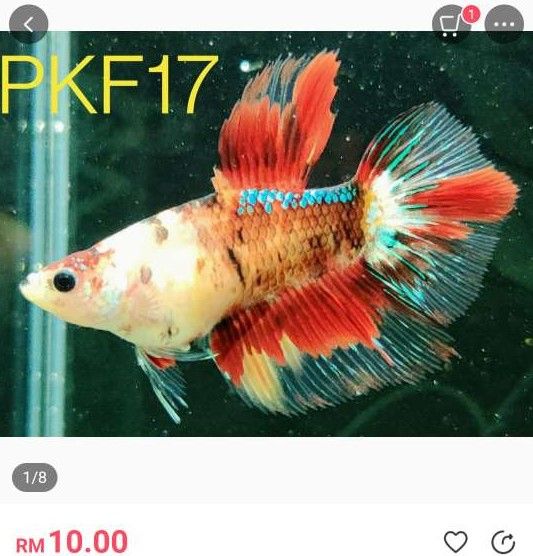 PKF17 female betta.JPEG