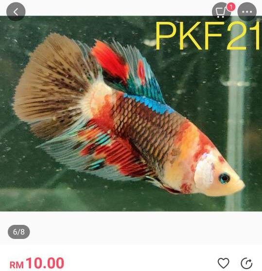 PKF21 female betta.JPEG