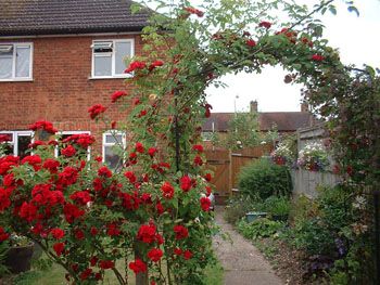 roses_in_garden_3.jpg